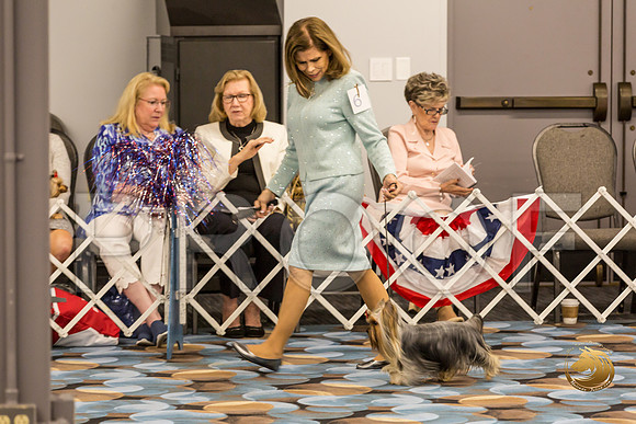 Yorkshire Terrier Thurs 12 to 18 B S2_JJJ_5835-OKCToy2019-HR3