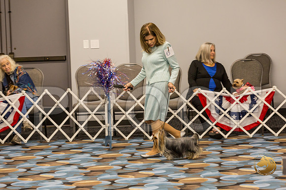 Yorkshire Terrier Thurs 12 to 18 B S2_JJJ_5838-OKCToy2019-HR3