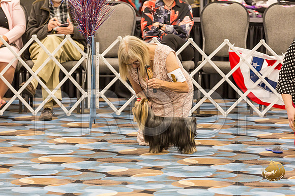 Yorkshire Terrier Thurs 12 to 18D S2_JJJ_4994-OKCToy2019-HR3