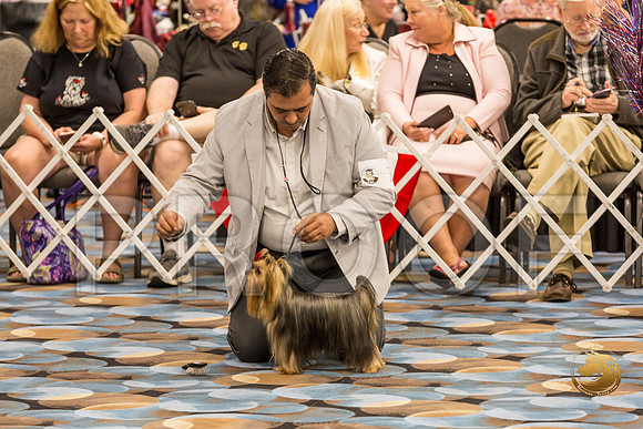 Yorkshire Terrier Thurs 12 to 18D S2_JJJ_4997-OKCToy2019-HR3