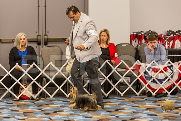 Yorkshire Terrier Thurs 12 to 18D S2_JJJ_5001-OKCToy2019-HR3