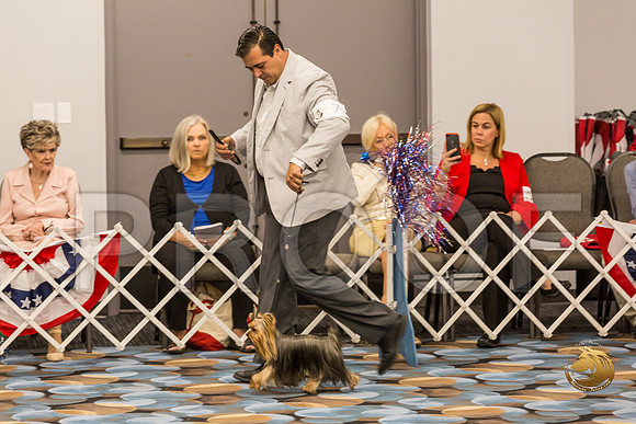 Yorkshire Terrier Thurs 12 to 18D S2_JJJ_5003-OKCToy2019-HR3