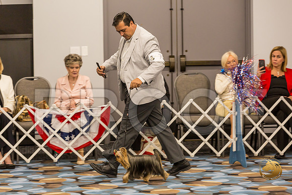 Yorkshire Terrier Thurs 12 to 18D S2_JJJ_5005-OKCToy2019-HR3