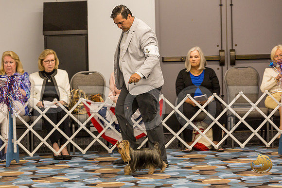 Yorkshire Terrier Thurs 12 to 18D S2_JJJ_5007-OKCToy2019-HR3