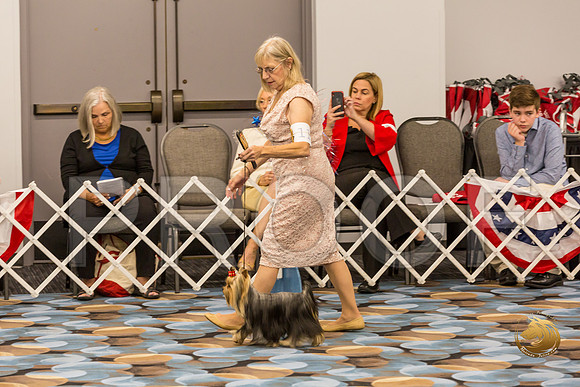 Yorkshire Terrier Thurs 12 to 18D S2_JJJ_5008-OKCToy2019-HR3