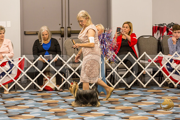 Yorkshire Terrier Thurs 12 to 18D S2_JJJ_5009-OKCToy2019-HR3