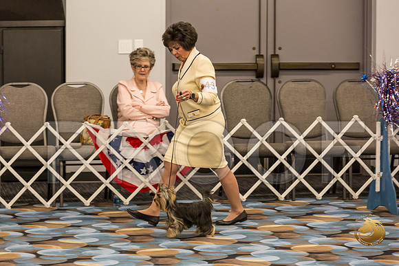 Yorkshire Terrier Thurs 6 to 9D S2_JJJ_4884-OKCToy2019-HR3