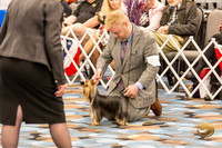 Yorkshire Terrier Thurs 9 to 12D S2