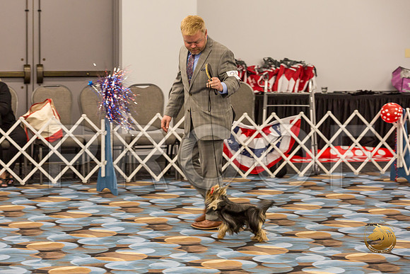 Yorkshire Terrier Thurs 9 to 12D S2_JJJ_4961-OKCToy2019-HR3