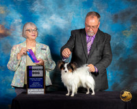 Papillon #17 Sat WD Judge Deborah Barrett