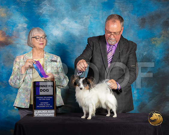 Papillon #17 Sat WD Judge Deborah Barrett_SSR_9765-©ToyOKC2019-HR3
