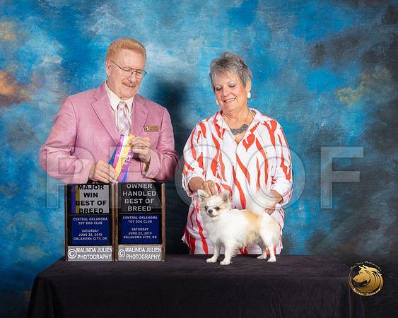 Chihuahua Long Coat #5 Sat BOB OHBOB Judge Dana Plonkey_SSR_9729-©ToyOKC2019-HR3
