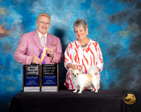 Chihuahua Long Coat #5 Sat BOB OHBOB Judge Dana Plonkey