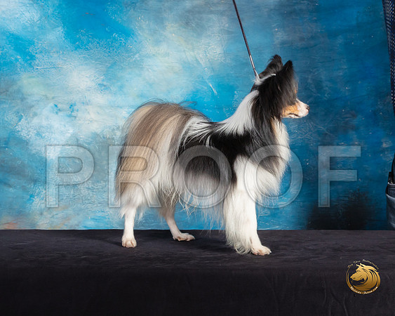 Papillon #7 Sat Mary Hakel Ranger_SSR_9732-©ToyOKC2019-HR3