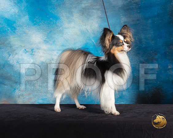 Papillon #7 Sat Mary Hakel Ranger_SSR_9733-©ToyOKC2019-HR3