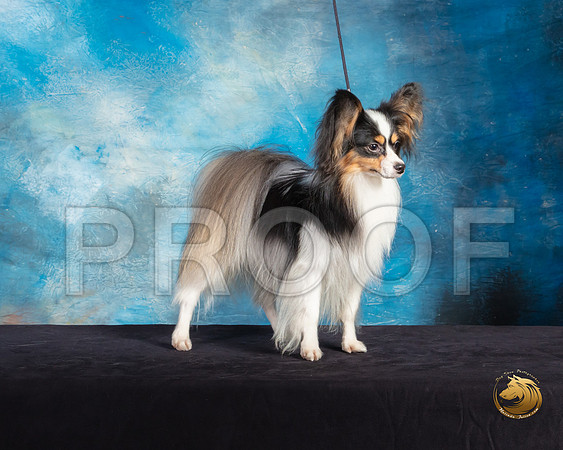 Papillon #7 Sat Mary Hakel Ranger_SSR_9735-©ToyOKC2019-HR3