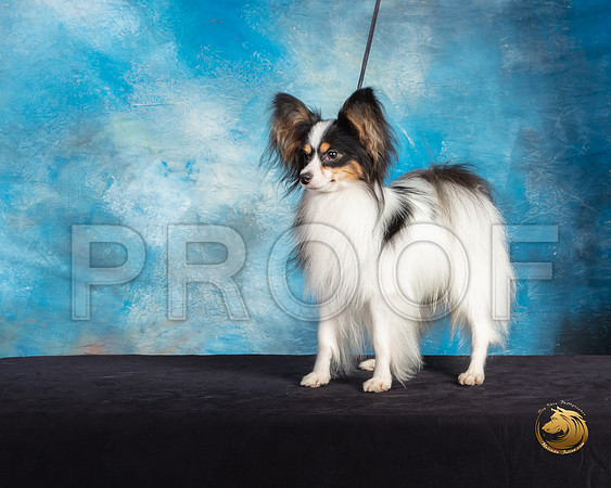 Papillon #7 Sat Mary Hakel Ranger_SSR_9738-©ToyOKC2019-HR3