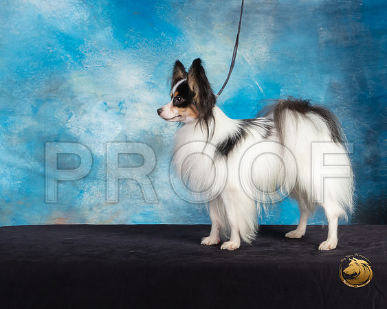 Papillon #7 Sat Mary Hakel Ranger_SSR_9744-©ToyOKC2019-HR3