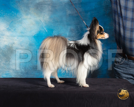 Papillon #7 Sat Mary Hakel Ranger_SSR_9748-©ToyOKC2019-HR3