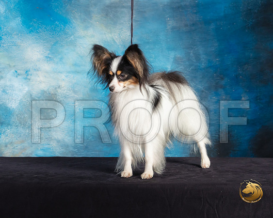 Papillon #7 Sat Mary Hakel Ranger_SSR_9751-©ToyOKC2019-HR3