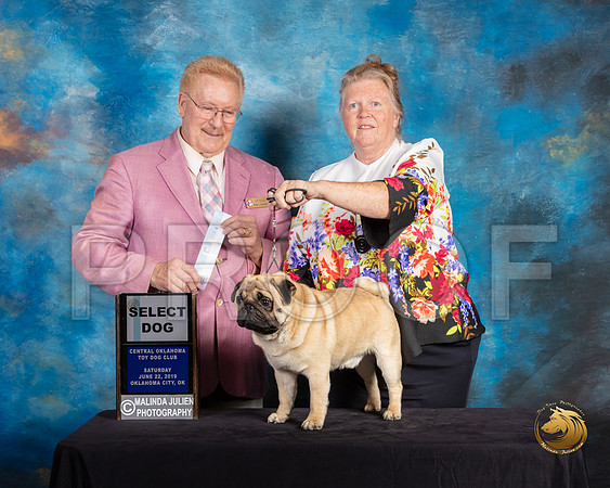 Pug #11 Sat SD Judge Dana Plonkey_SSR_9776-©ToyOKC2019-HR3