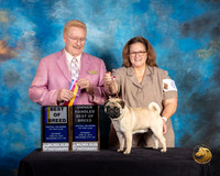 Pug #6 Sat BOB OHBOB Judge Dana Plonkey