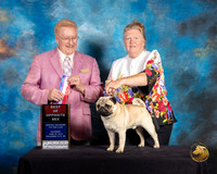 Pug #9 Sat BOS Judge Dana Plonkey