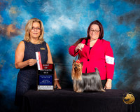 Yorkshire terrier #94 Sat BOS Judge Debra Ferguson Jones