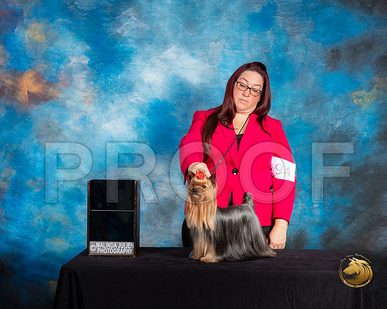 Yorkshire terrier #94 Sat BOS Judge Debra Ferguson Jones_SSR_9798-©ToyOKC2019-HR3