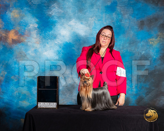 Yorkshire terrier #94 Sat BOS Judge Debra Ferguson Jones_SSR_9800-©ToyOKC2019-HR3