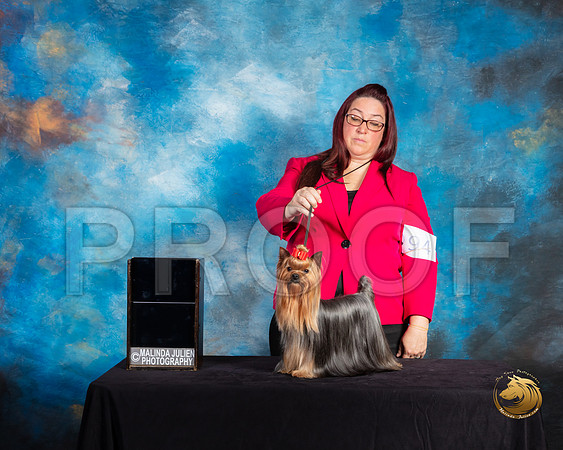 Yorkshire terrier #94 Sat BOS Judge Debra Ferguson Jones_SSR_9801-©ToyOKC2019-HR3