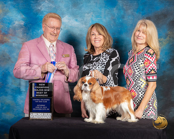 Cavalier King Charles Spaniel #17 Sat BOW Judge Dana Plonkey_SSR_9816e-©ToyOKC2019-HR3