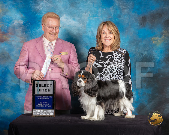 Cavalier King Charles Spaniel #12 Sat SB Judge Dana Plonkey_SSR_9820-©ToyOKC2019-HR3