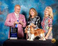 Cavalier King Charles Spaniel #17 Sat BOW Judge Dana Plonkey