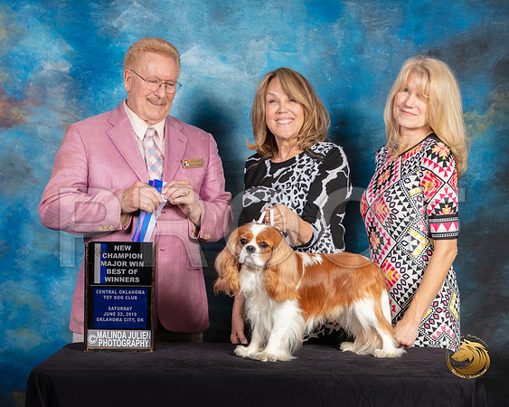 Cavalier King Charles Spaniel #17 Sat BOW Judge Dana Plonkey_SSR_9816-©ToyOKC2019-HR3