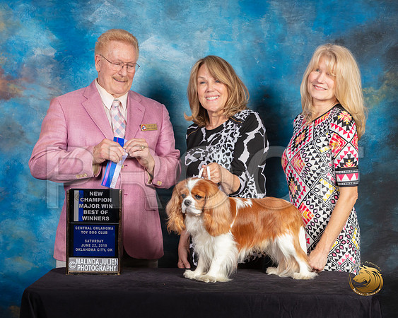Cavalier King Charles Spaniel #17 Sat BOW Judge Dana Plonkey_SSR_9818-©ToyOKC2019-HR3