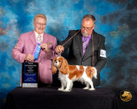 Cavalier King Charles Spaniel #40 Sat WB NC Judge Dana Plonkey