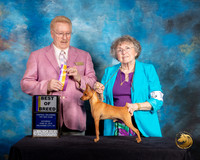 Miniature Pinscher #17 Sat BOB Judge Dana Plonkey