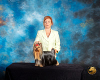 Yorkshire Terrier #75 Thurs Reshoot