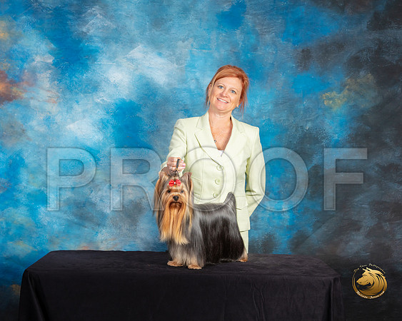 Yorkshire Terrier #75 Thurs Reshoot_SSR_9829-©ToyOKC2019-HR3