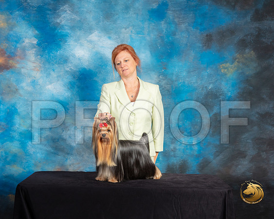 Yorkshire Terrier #75 Thurs Reshoot_SSR_9826-©ToyOKC2019-HR3