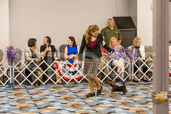Yorkshire Terrier Thurs AM Bred Bitch S2_JJJ_6266-OKCToy2019-HR3