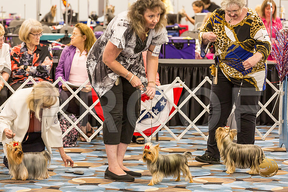 Yorkshire Terrier Thurs AM Bred Bitch S2_JJJ_6265-OKCToy2019-HR3