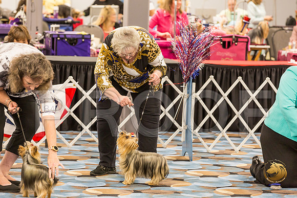 Yorkshire Terrier Thurs AM Bred Bitch S2_JJJ_6264-OKCToy2019-HR3