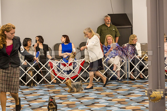 Yorkshire Terrier Thurs AM Bred Bitch S2_JJJ_6269-OKCToy2019-HR3