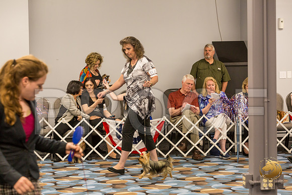 Yorkshire Terrier Thurs AM Bred Bitch S2_JJJ_6274-OKCToy2019-HR3