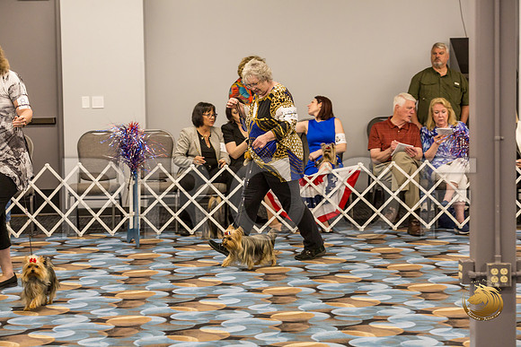 Yorkshire Terrier Thurs AM Bred Bitch S2_JJJ_6276-OKCToy2019-HR3