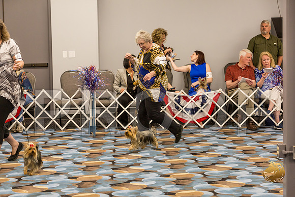 Yorkshire Terrier Thurs AM Bred Bitch S2_JJJ_6277-OKCToy2019-HR3