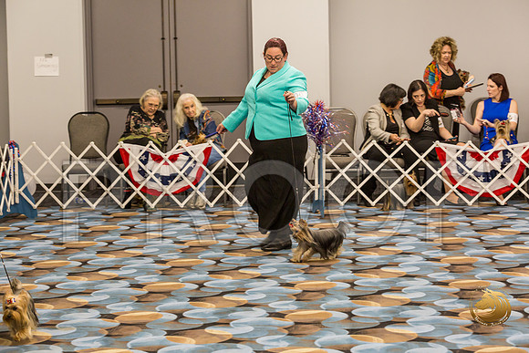 Yorkshire Terrier Thurs AM Bred Bitch S2_JJJ_6280-OKCToy2019-HR3