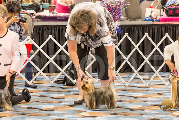 Yorkshire Terrier Thurs BBE Dog S2_JJJ_5103-OKCToy2019-HR3
